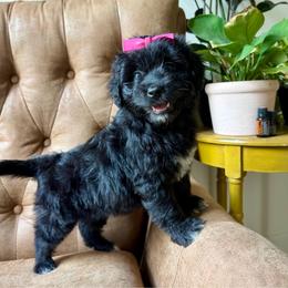 Karen - Black and white female Aussiedoodle puppy in Jackson, Tennessee from Dinah Doodles and Aussies