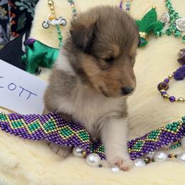 Scott - Sable and white male Collie puppy in Carencro, Louisiana from Cajun Bayou's Collies LLC