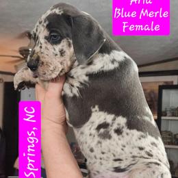Aria - Merle female Great Dane puppy in Biscoe, North Carolina from Clouser's Bodacious Danes & Miniature Schnauzers
