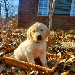 Blue Collar - Golden Retriever puppy in Benton, Arkansas from KSquared Golden Retrievers