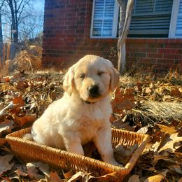 Blue Collar - Golden Retriever puppy in Benton, Arkansas from KSquared Golden Retrievers