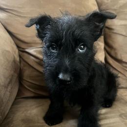 Cody - Black brindle male Scottish Terrier puppy in Chattanooga, Tennessee from Oodles of Cuties!