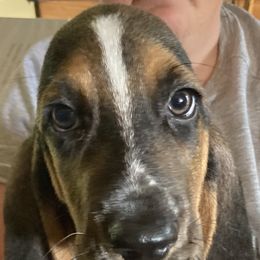 Boy 2 - Black brown and white Basset Hound puppy in Madisonville, Tennessee from Cash’s Bassets