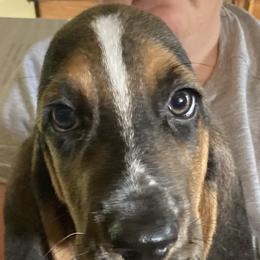 Boy 2 - Black brown and white Basset Hound puppy in Madisonville, Tennessee from Cash’s Bassets