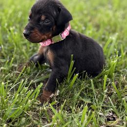 Prada - Black and rust female Doberman Pinscher puppy in Winchester, Ohio from 32 Farms