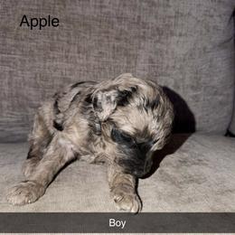 Apple - Merle male Goldendoodle puppy in Richmond, Texas from Harper’s Heartbeats