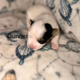 Gunner - Parti male Yorkshire Terrier puppy in Clarksburg, Indiana from Hidden Gems Parti Yorkies