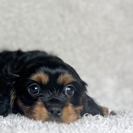 Cavalier King Charles Spaniels and Miniature Australian Shepherds from JSK Aussie and Cavaliers