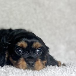 Cavalier King Charles Spaniels and Miniature Australian Shepherds from JSK Aussie and Cavaliers