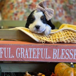 Noel - Black white and tan female English Springer Spaniel puppy in Cookeville, Tennessee from Krossroads Kennel