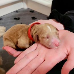 Red - Apricot male Goldendoodle puppy in Summerfield, North Carolina from Lila's Teddybear Goldendoodles