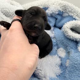 Solid Black baby - Black female Dachshund puppy in Tracy, California from JnA Dachshunds