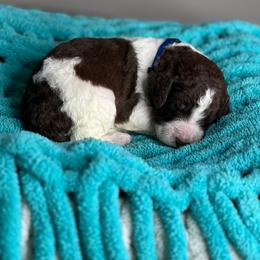 Deep Blue - Parti male Labradoodle puppy in Ellenwood, Georgia from Four Paws Down