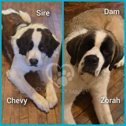 Saint Bernard puppies from Holtz Family Saints