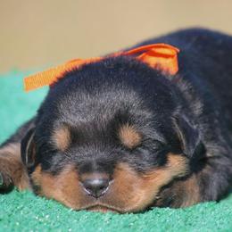 Rottweiler puppies from Von Der Quinn Rottweilers