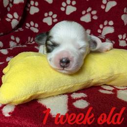 Cupid - Black and white female Havanese puppy in Decatur, Alabama from LaBeouf Havanese’s