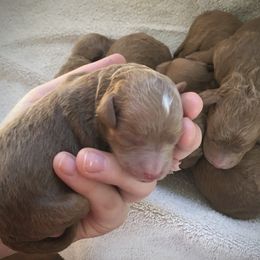 Goldendoodle and Shetland Sheepdog Puppies from Odyssey Kennels