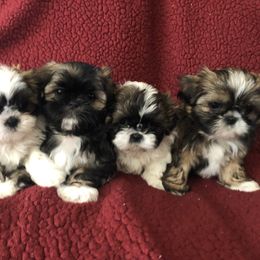 Shih Tzu Puppies from Winter Shih Tzus