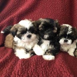 Shih Tzu Puppies from Winter Shih Tzus