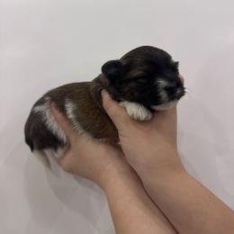 Buster - Black and white male Havanese puppy in Weeki Wachee, Florida from Fluffy Paws Puppies