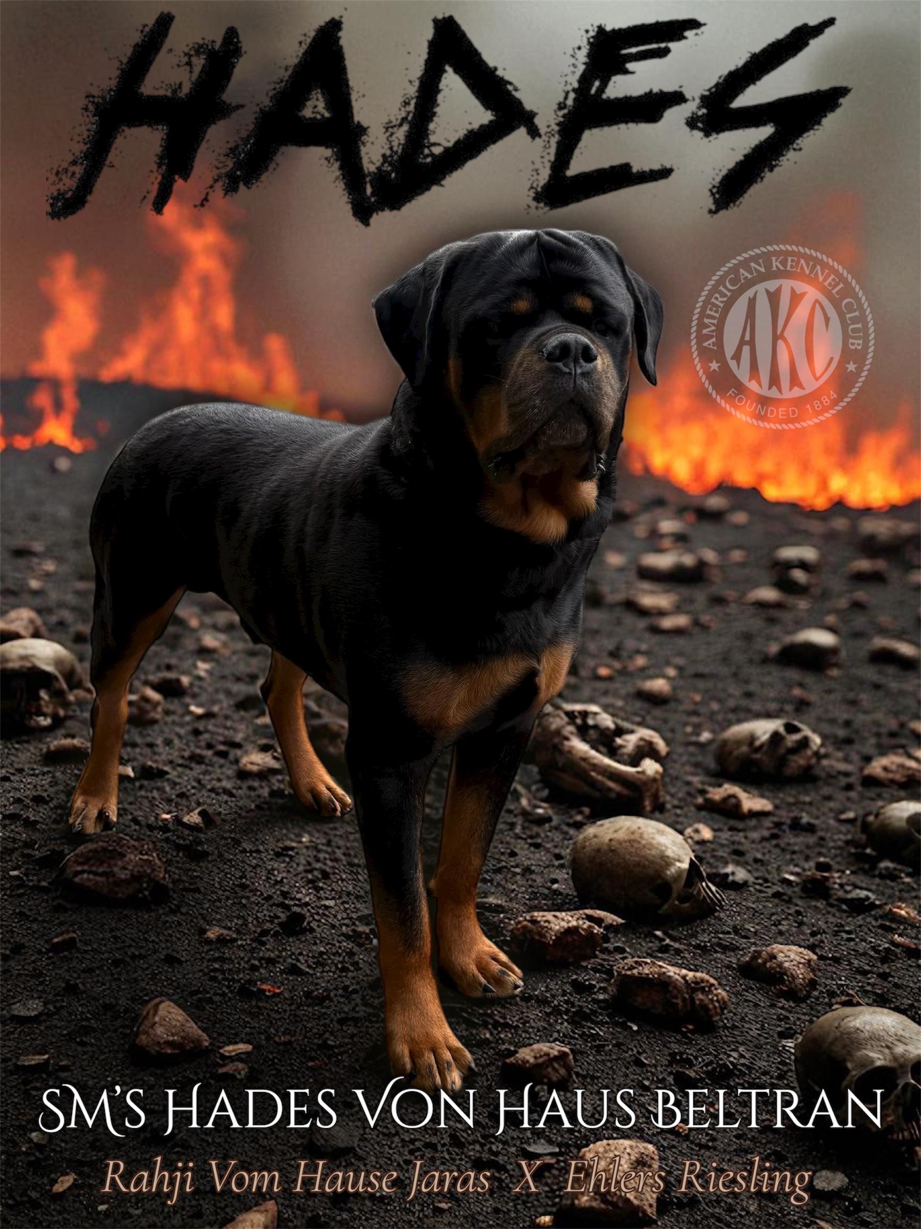 SM's Hades Von Haus Beltran