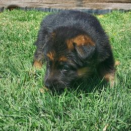 German Shepherd Puppies from Minerd Ranch