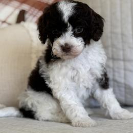 Ricky - Chocolate male Cavapoo puppy in Beckley, West Virginia from By Design Doodles