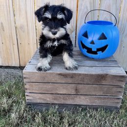Brown collar - Black and silver male Miniature Schnauzer puppy in Garrison, Texas from RNH Schnauzers
