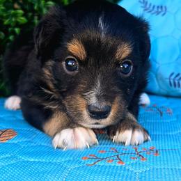 Miss Anemone - Black tri female Toy Australian Shepherd puppy in Dolan Springs, Arizona from High Desert Companions