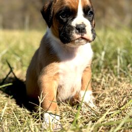 Boxer Puppies from Rocky Bottom Boxers