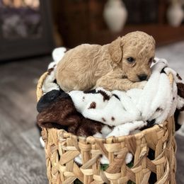 Juno - Cream female Goldendoodle puppy in Winston Salem, North Carolina from Salem Doodles