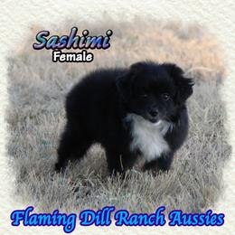 Sashimi - Black tri female Toy Australian Shepherd puppy in Forestburg, Texas from Flaming Dill Ranch Aussies