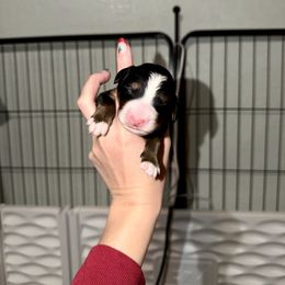 Jack Frost - Black rust and white male Bernese Mountain Dog puppy in Owasso, Oklahoma from Kallams Bernedoodles & Bernese Mountain Dogs