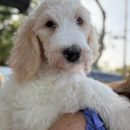 Maximus - White male Double Doodle puppy in Mineola, Texas from ETX Dandy Doodle