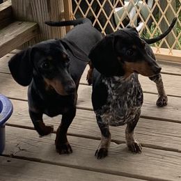 Piper - Dachshund