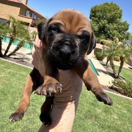 Girl 1 pink Collar - Rd whtn blk nose female Rhodesian Ridgeback puppy in Surprise, Arizona from Arizona Ridgebacker