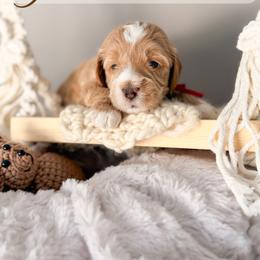 Bronco - Apricot male Goldendoodle puppy in Garden Grove, California from Sunkissed Doodles