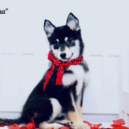Sienna - Black and white female Pomsky puppy in Murfreesboro, Tennessee from Middle Tennessee Pomskies