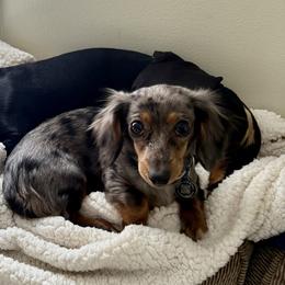 Dachshunds from The Wienery