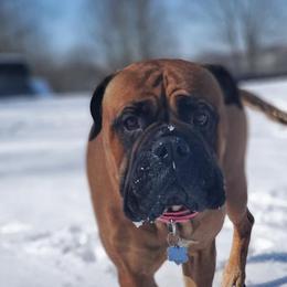 Bindi - Bullmastiff