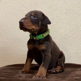 Doberman Pinscher Puppies from Obsidian Kennels