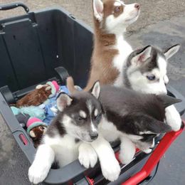 Siberian Huskies from Moonlight Myst Kennels