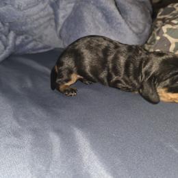 Dachshund Puppies from Joseph Dachshund's