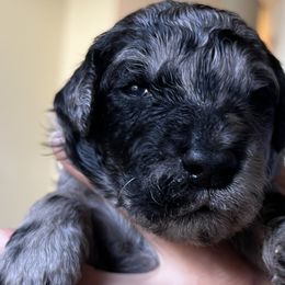 Girl 4 - Merle Goldendoodle puppy in Lexington, North Carolina from Sages Doodles and Poodles of NC