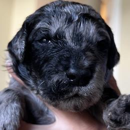 Girl 4 - Merle Goldendoodle puppy in Lexington, North Carolina from Sages Doodles and Poodles of NC