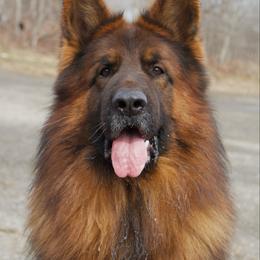 Jovi - German Shepherd