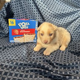 Tart - Red merle female Australian Shepherd puppy in Warsaw, Missouri from Siercks Ranch Aussies