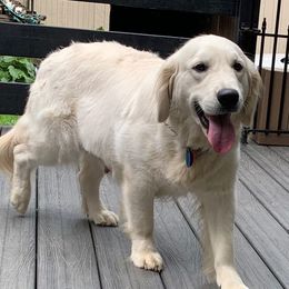LIRA - Golden Retriever