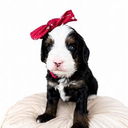Cameo - Tri-color female Bernedoodle puppy in Atwood, Oklahoma from Luxe Doodle Haven