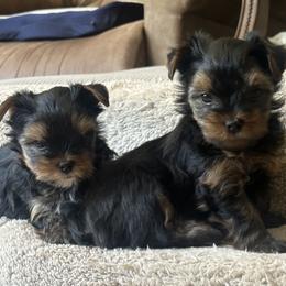 Yorkshire Terrier Puppies from Eastern Oregon Yorkshire Terriers